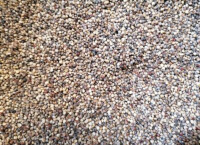 Sorghum1792137438
